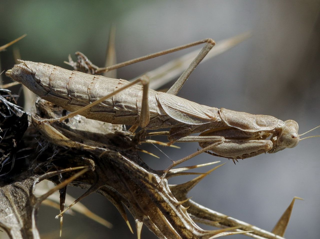 Ameles decolor preda Chazara briseis
